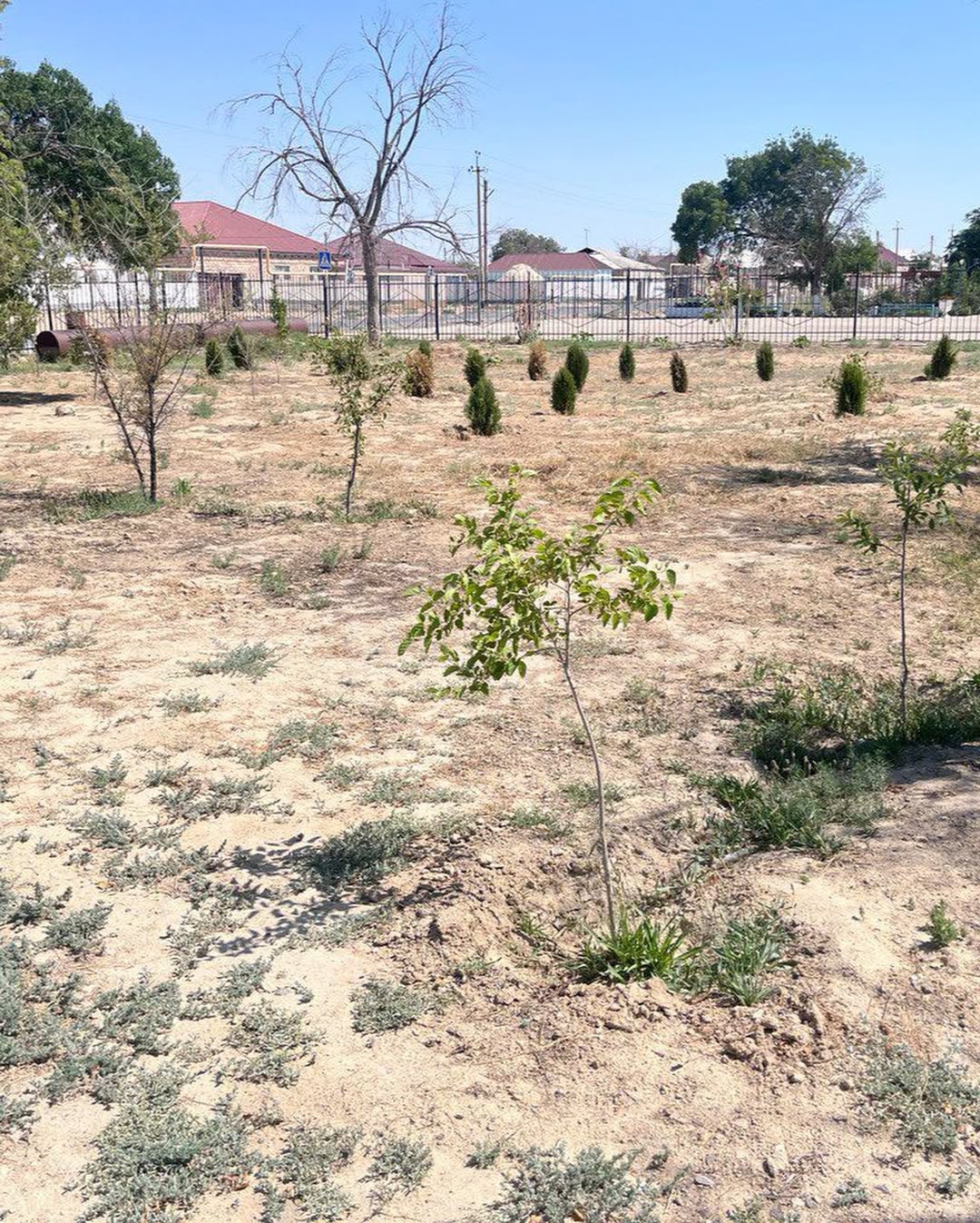 Маусым айында Маңғыстау облысы Мұнайлы ауданындағы «Қызылтөбе лицейі» коммуналдық мемлекеттік мекемесінің аумағын көгалдандыруға бөлінген қаражаттың орындалуына тәуелсіз мониторинг жүргізілді.