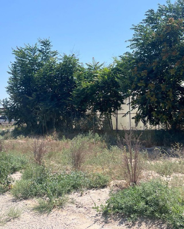 Маусым айында Маңғыстау облысы Мұнайлы ауданындағы «Қызылтөбе лицейі» коммуналдық мемлекеттік мекемесінің аумағын көгалдандыруға бөлінген қаражаттың орындалуына тәуелсіз мониторинг жүргізілді.