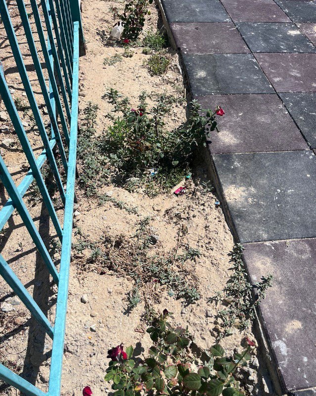 Маусым айында Маңғыстау облысы Мұнайлы ауданындағы «Қызылтөбе лицейі» коммуналдық мемлекеттік мекемесінің аумағын көгалдандыруға бөлінген қаражаттың орындалуына тәуелсіз мониторинг жүргізілді.