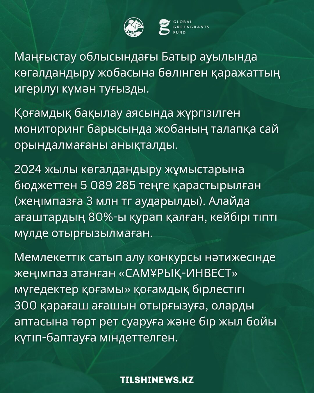Батыр ауылын көгалдандыру жобасына 5 миллион теңге қарастырылды, 3 миллион жеңімпазға берілді, алайда ағаштардың 80%-ы қурап қалды.